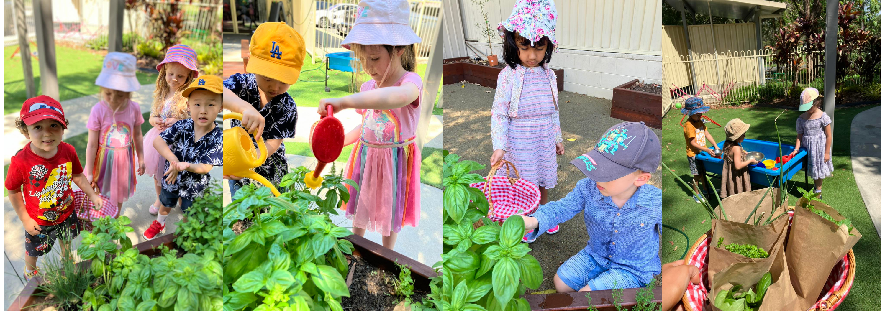 Imagine Childcare and Kindergarten Southport children are harvesting fresh herbs for their centre Chef to use for lunch.